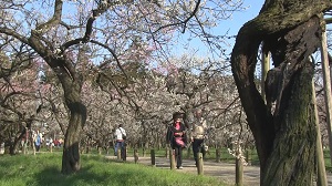 仙台~松川浦~偕楽園