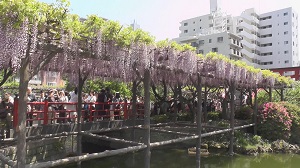 亀戸天神 藤まつり