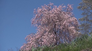 甲斐の国　桜めぐり