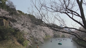 皇居周辺の桜