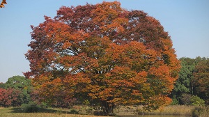 秋うらら　昭和記念公園