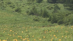 車山高原ニッコウキスゲ・八島ヶ原湿原