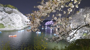 千鳥ヶ淵の夜桜