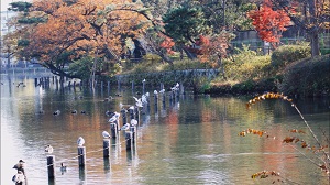 東調布地区の紅葉