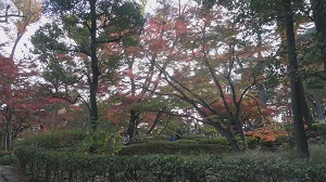 大田黒公園 紅葉とライトアップ