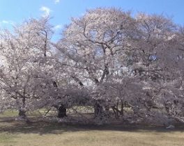 【11月の放送内容】「砧公園の桜」など投稿映像をお届け！