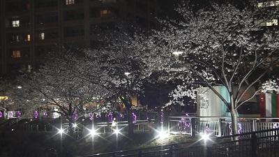 目黒川の夜桜