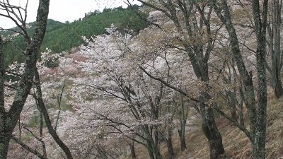 吉野千本桜と修験道