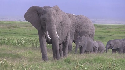 魅惑の大地ケニア
