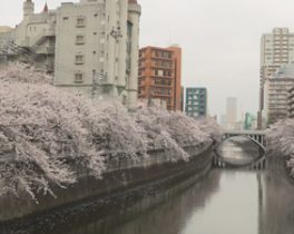 【6/4ほか放送】私の地域 ～OMNIBUS JAPAN～特別企画 桜花爛漫