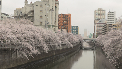 桜花爛漫