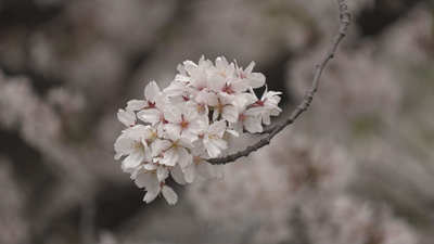 桜花爛漫