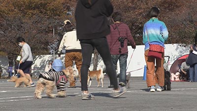 なかはら！わんことこどもの運動会