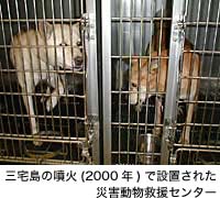 三宅島の噴火(2000年)で設置された災害動物救援センター