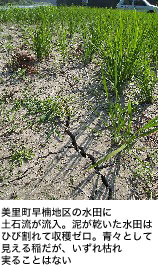 美里町早楠地区の水田に土石流が流入。泥が乾いた水田はひび割れて収穫ゼロ。青々として見える稲だが、いずれ枯れ実ることはない