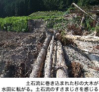 土石流に巻き込まれた杉の大木が水田に転がる。土石流のすさまじさを感じる