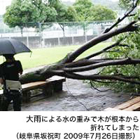 大雨による水の重みで木が根本から折れてしまった（岐阜県坂祝町 2009年7月26日撮影）