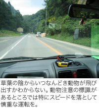 草葉の陰からいつなんどき動物が飛び出すかわからない。動物注意の標識があるところでは特にスピードを落として慎重な運転を。